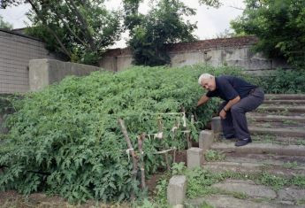Фотофакт з минулого: як на трибунах стадіону «Спартак» у Херсоні росли помідори