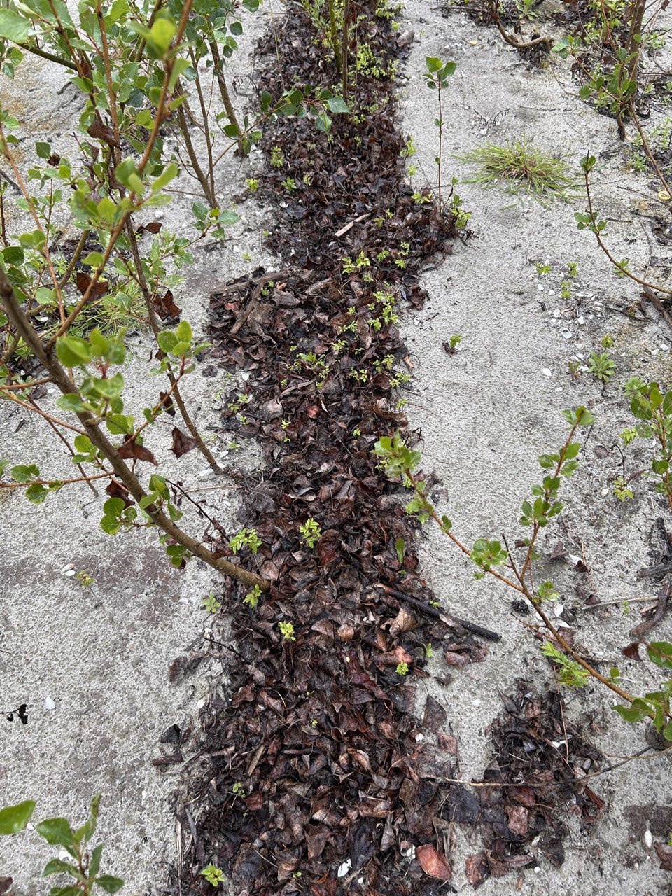 Кілометрова смужка з в'язів