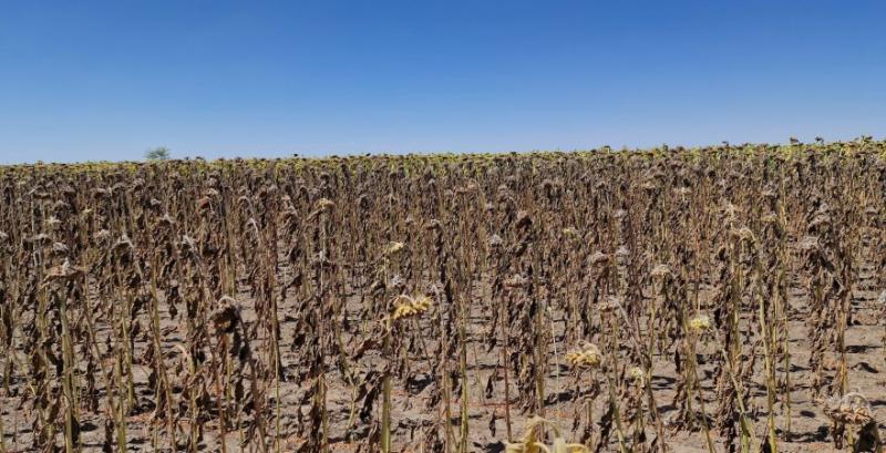 Соняшник на Херсонщині