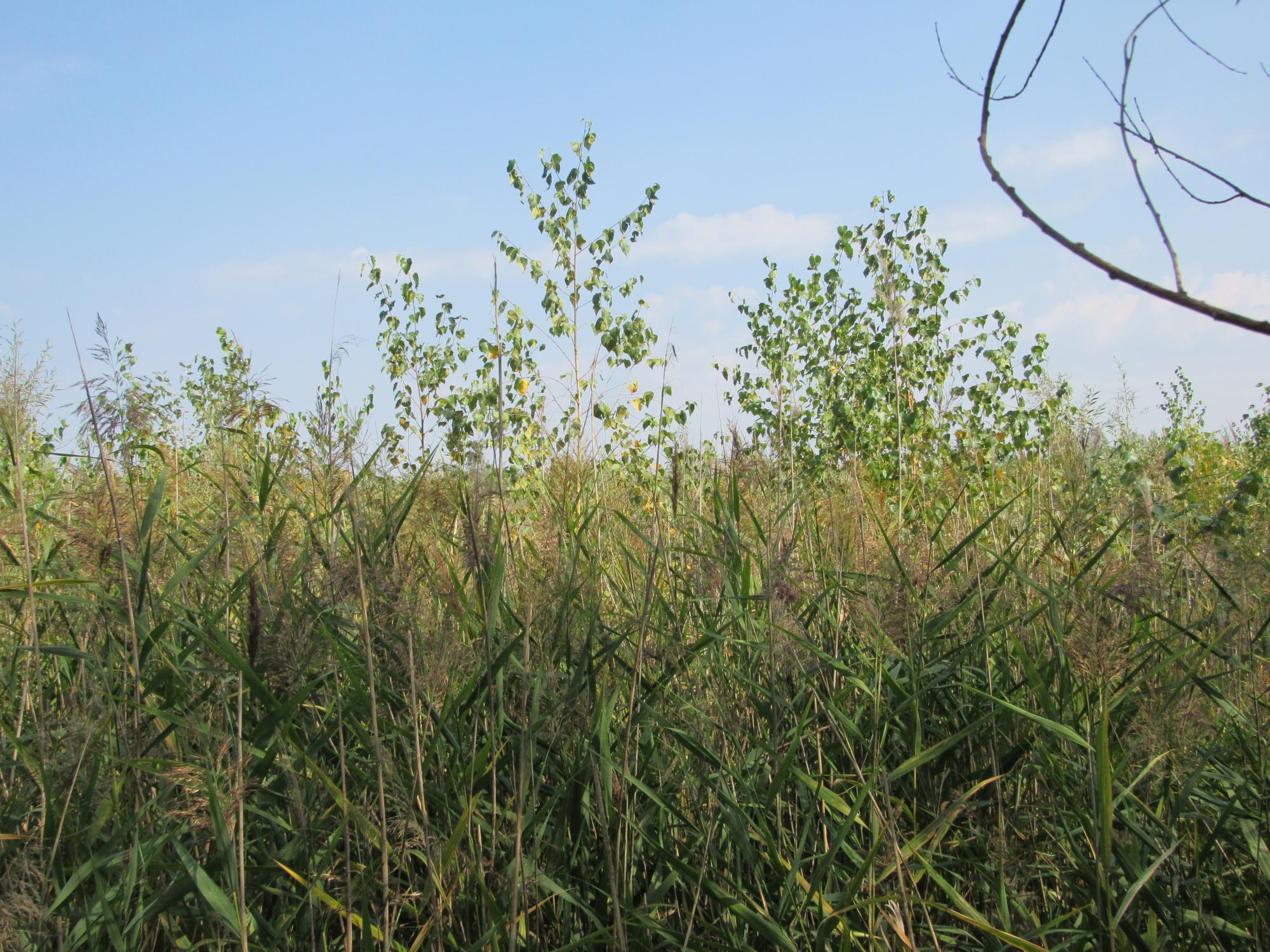 Академік Яків Дідух: Нова екосистема на Каховському водосховищі сформується за 40 років