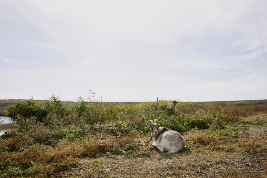 Фото: Let's do it Ukraine