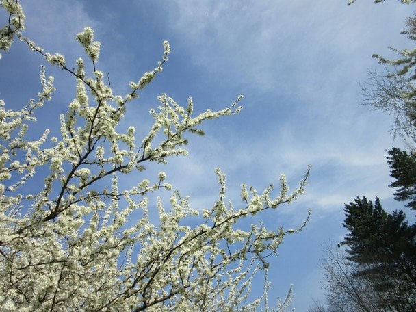 18 квітня теплий і сонячний день — літо буде раннім і сухим / © unsplash.com