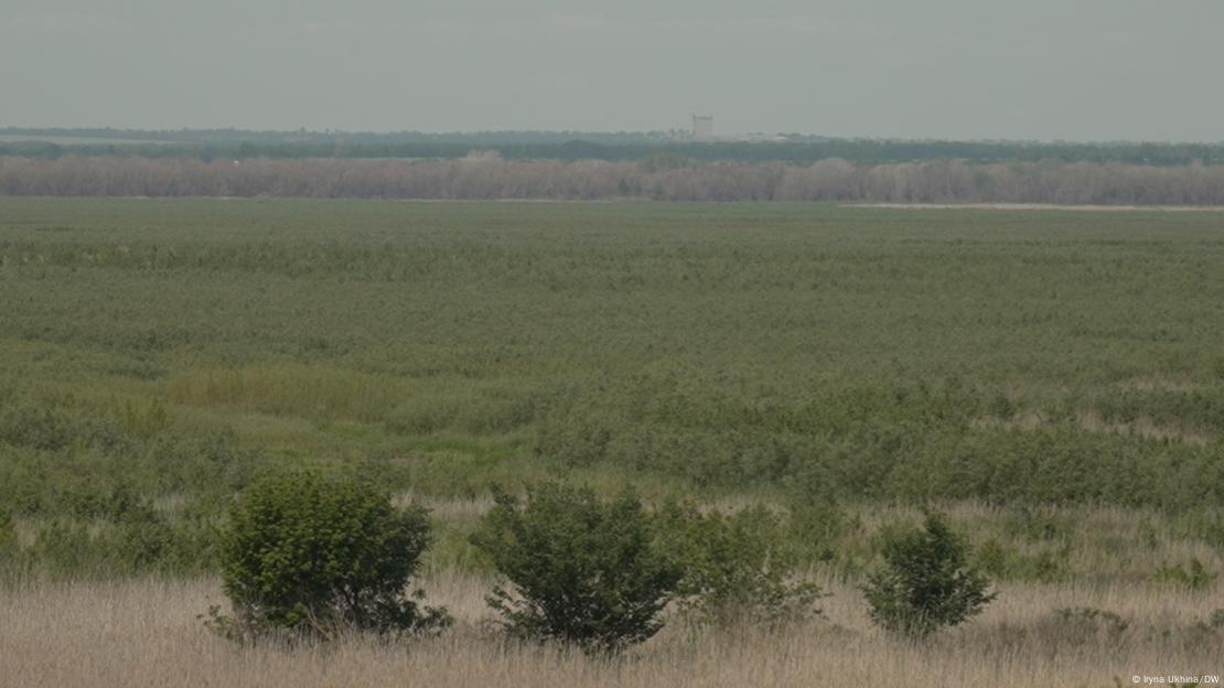 На колишньому дні Каховського водосховища тепер густий ліс