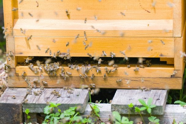 14 серпня бджоли не вилітають з вуликів — до сильного вітру або дощу / © unsplash.com