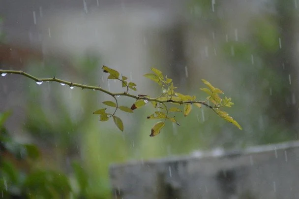 Дощ 14 квітня — до врожаю на жито, але літо буде дощовим / © unsplash.com