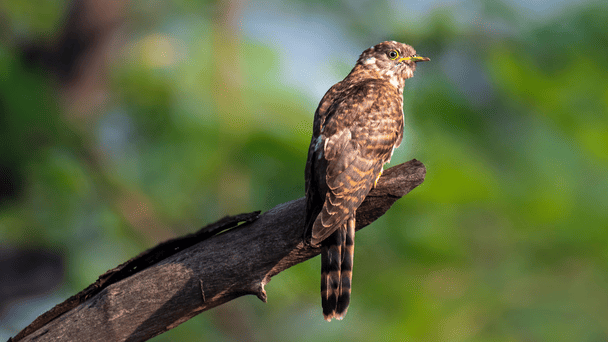 30 травня довго кує зозуля — чекайте на довге і тепле літо / © Фото з відкритих джерел