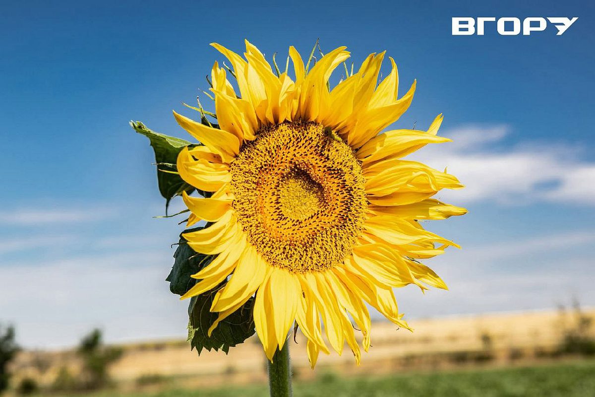 Херсонський соняшник