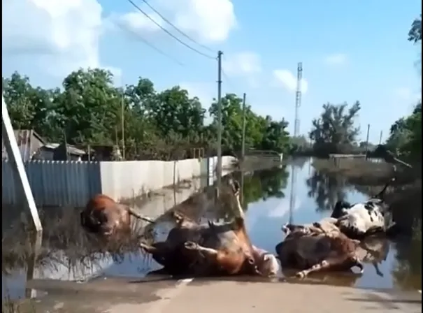 Незрячий чоловік зумів піднятись на дах, дружина – ні: на Херсонщині продовжують шукати зниклих людей після підриву Каховської ГЕС