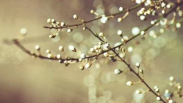 Народні прикмети сьогодні, 29 березня: що заборонено і дозволено робити Народні прикмети сьогодні, 29 березня: що заборонено і дозволено робити