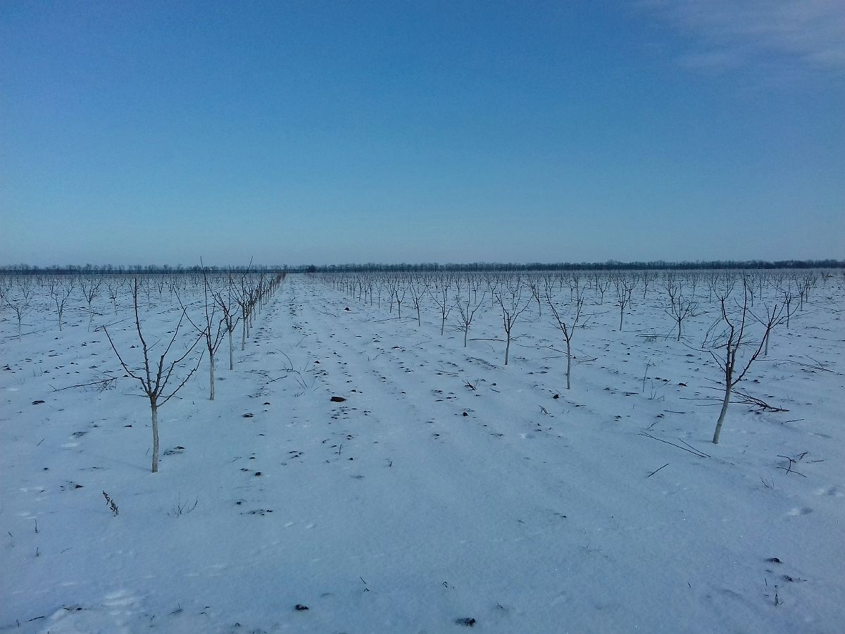 сад під снігом