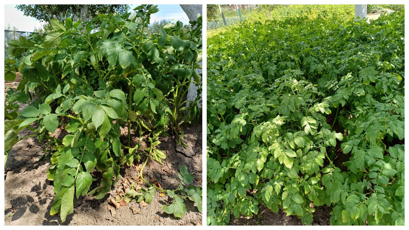 Садівники пояснили, як на Херсонщині прикривають картоплю від спеки