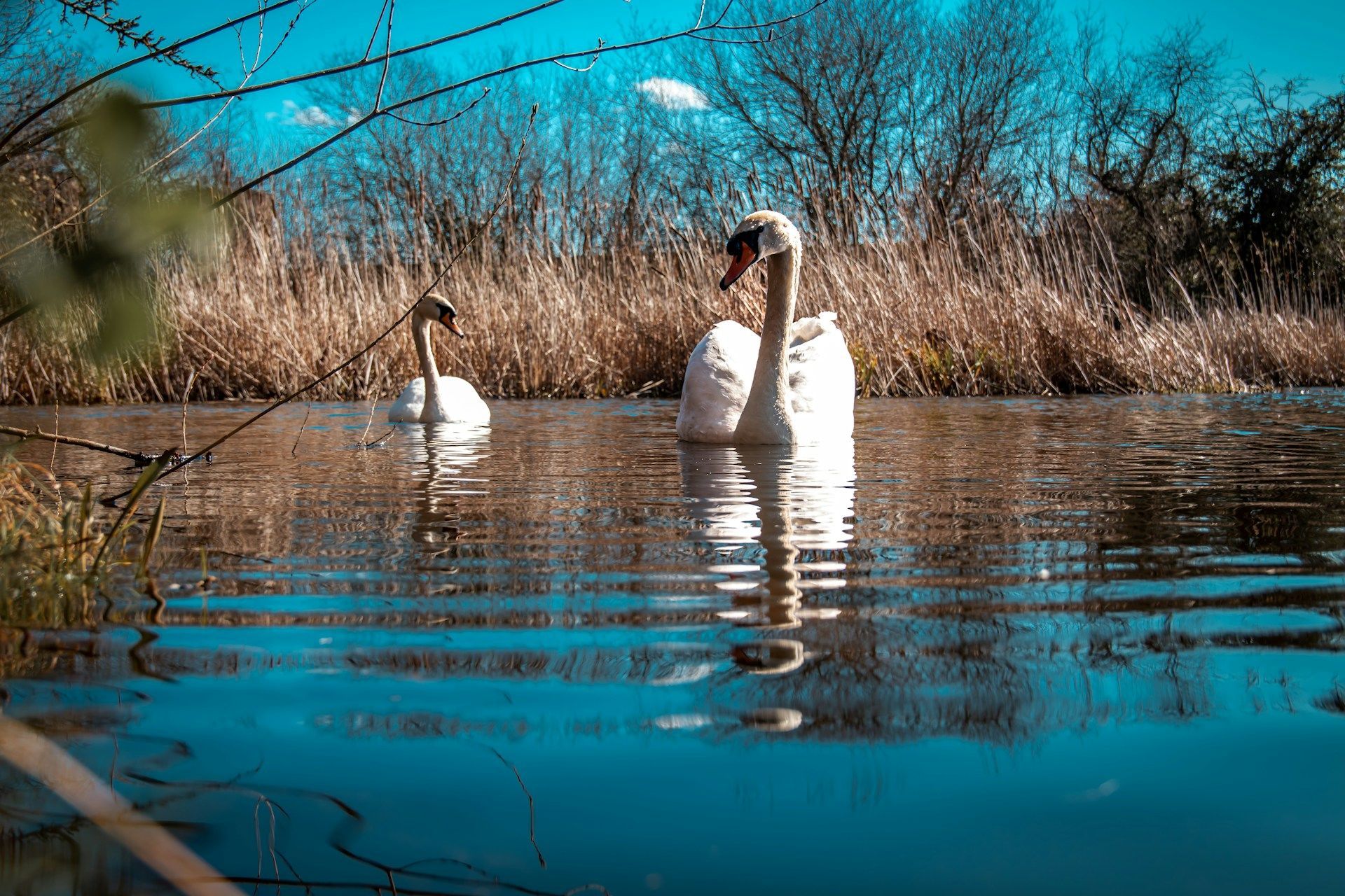 11 березня на ставку плавають лебеді — до потепління / © Unsplash