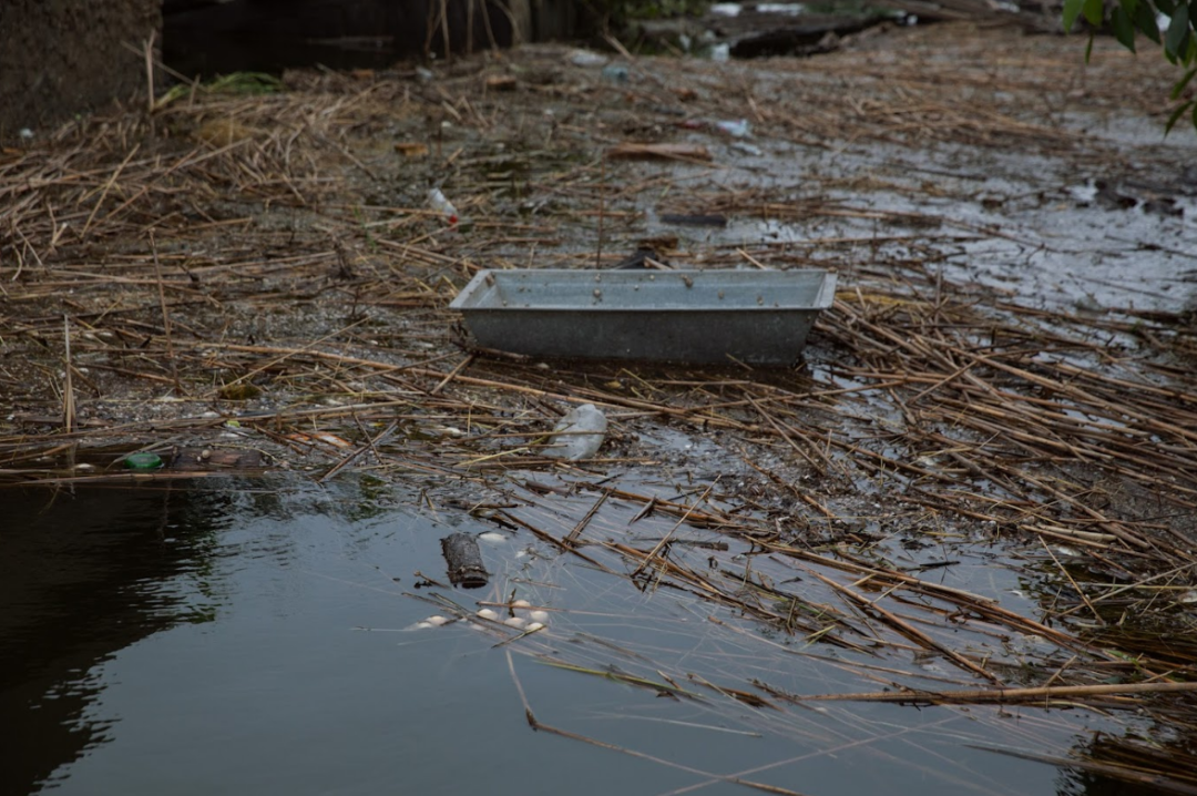 Фото: Let's do it Ukraine