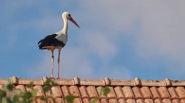Народні прикмети сьогодні, 31 березня: що заборонено і дозволено робити