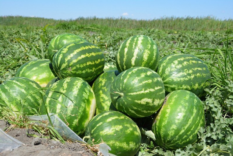 Потрібно встигнути до 31 жовтня: в Україні продовжили термін реєстрації на отримання компенсацій за втрачений врожай