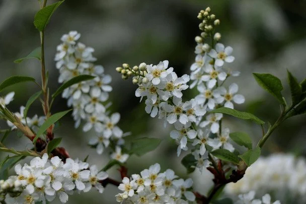 30 квітня зацвіла черемха — скоро прийдуть остаточні теплі дні / © pixabay.com