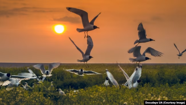 Фрагмент фільму «Заповідник Асканія»
