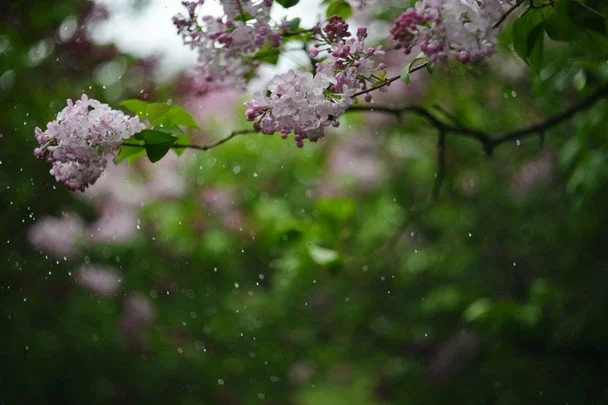 28 квітня йде дощ — усе літо буде мокрим, але врожайним / © unsplash.com