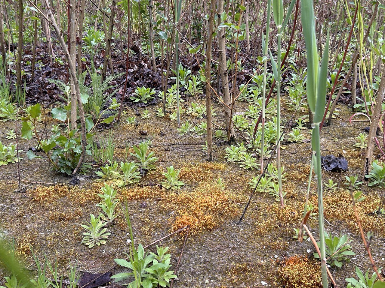 Моховий ярус молодого лісу