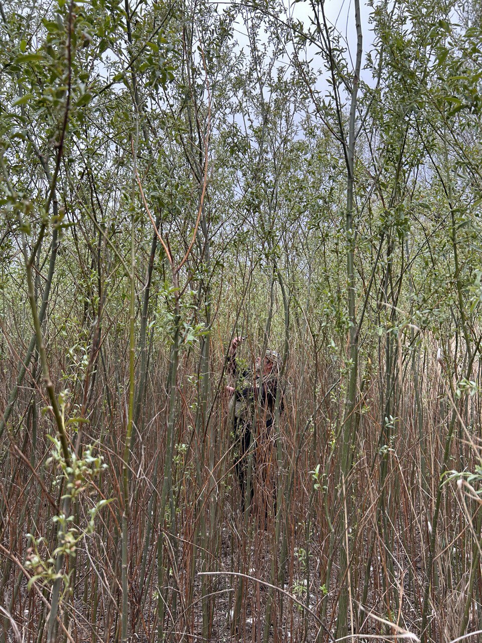 Олександр Ходосовцев у нетрях верби