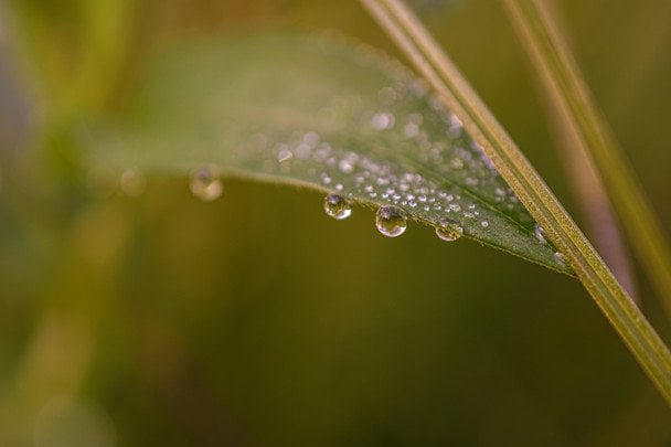 14 липня вранці на траві багато роси — до погожої днини / © unsplash.com