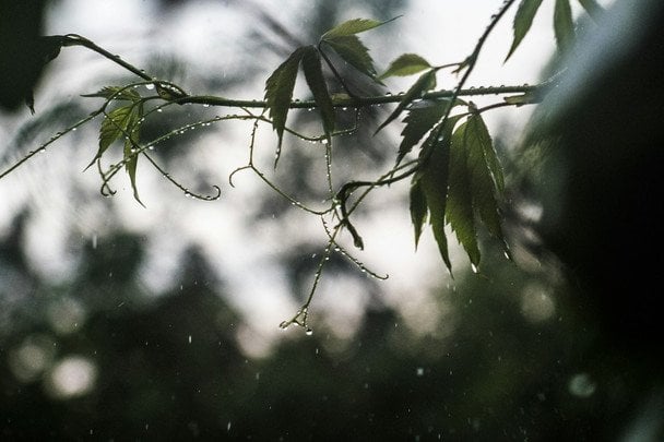 13 липня йде дощ — найближчими днями можливі дощі або грози / © unsplash.com