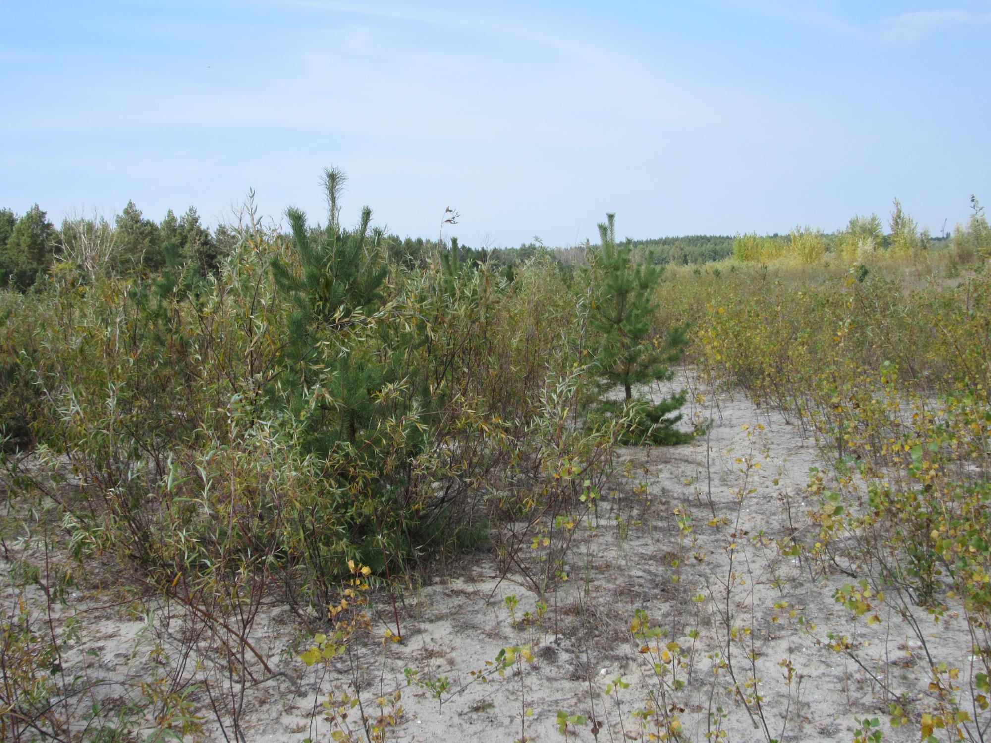 Академік Яків Дідух: Нова екосистема на Каховському водосховищі сформується за 40 років