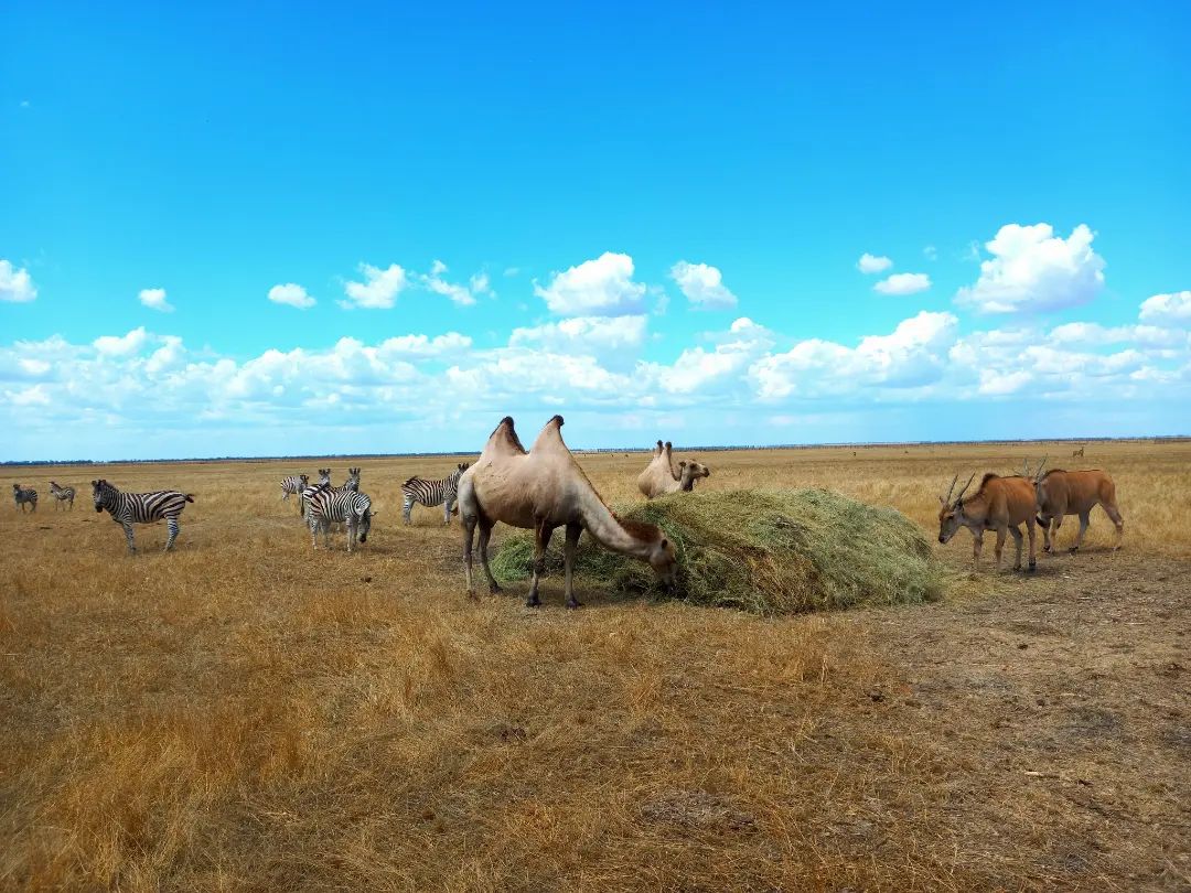 Тваринний світ заповідника “Асканія-Нова” до повномасштабного вторгнення