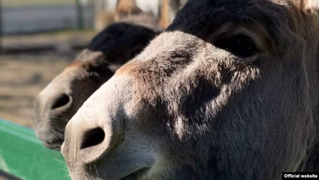 Заповідник «Асканія-Нова», квітень 2022 року