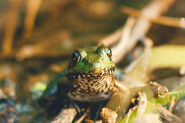 13 червня ввечері голосно квакають жаби — буде гроза / © unsplash.com