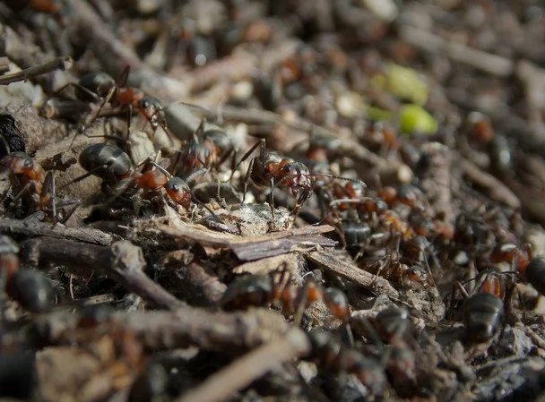 Мурахи активно будують мурашники в цей день, то літо буде спекотним і сухим / © unsplash.com