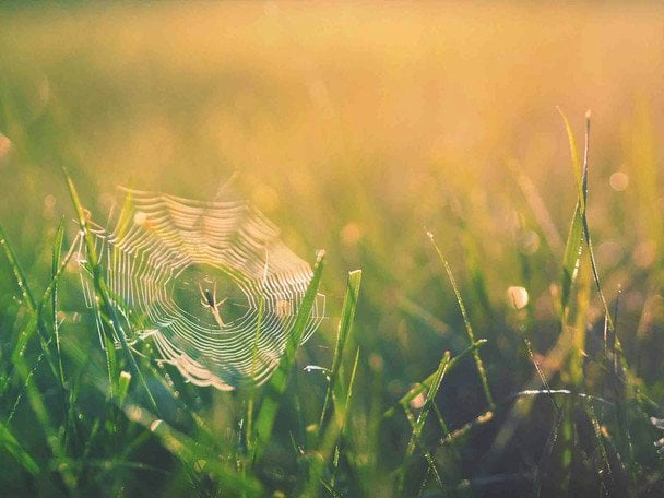 23 липня павуки поховалися в павутини — чекайте на зміну погоди / © unsplash.com