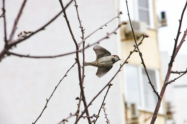 21 квітня птахи літають низько — зміниться погода, можливо, прийде дощ або похолодання / © unsplash.com