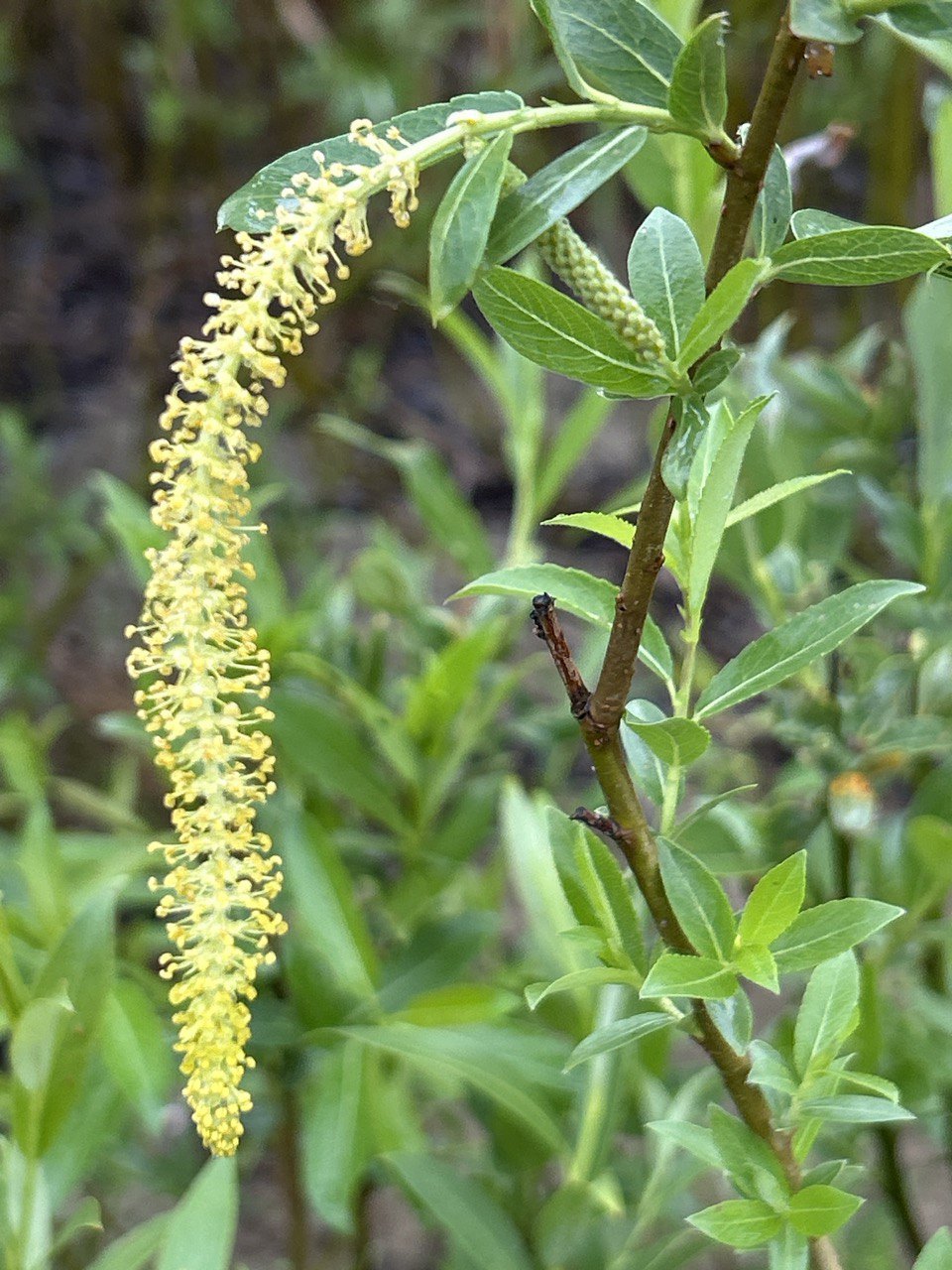 Цвітіння верби