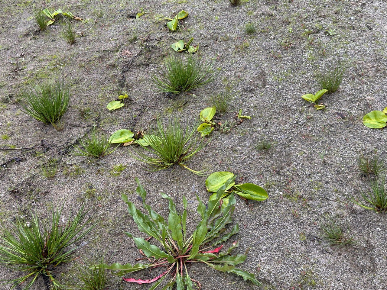 Жовті глечики на суходолі.