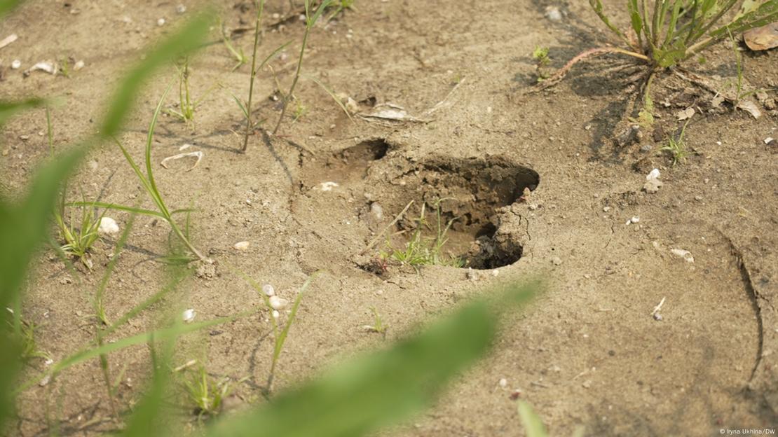 Сліди диких тварин на дні Каховського водосховища