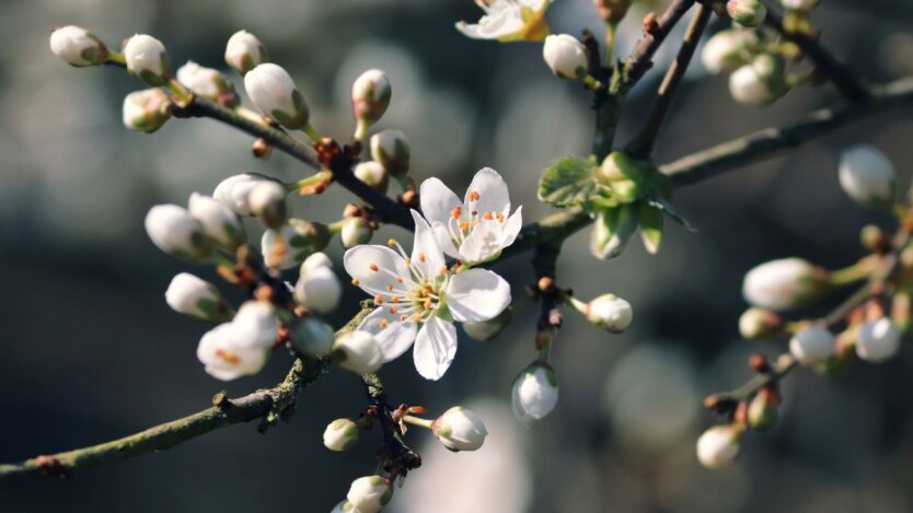 Прогноз погоди в Україні / Фото: pixabay