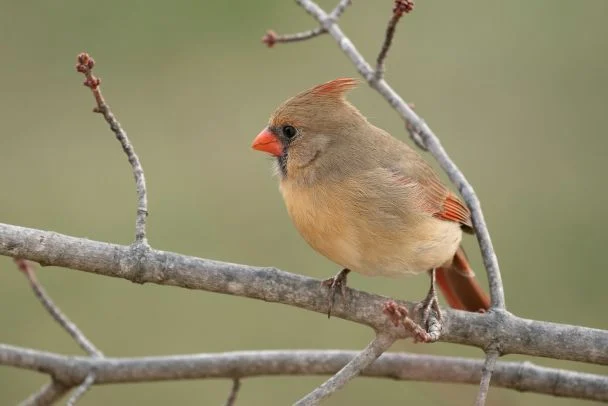 Народні прикмети 1 квітня / © Unsplash