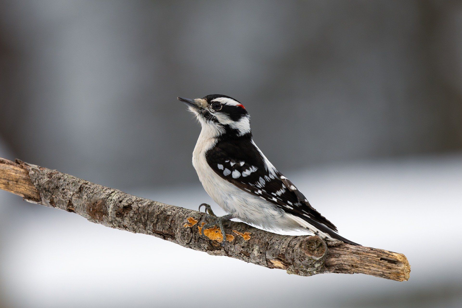 26 лютого почути стукіт дятла по дереву — буде теплий березень / © pixabay.com