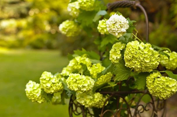 Як тільки розцвіла калина, час сіяти пшеницю та жито / © Pixabay