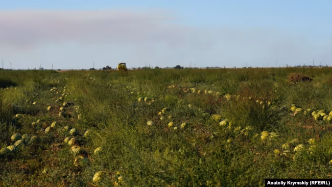 Ілюстративне фото: бахча на півдні України