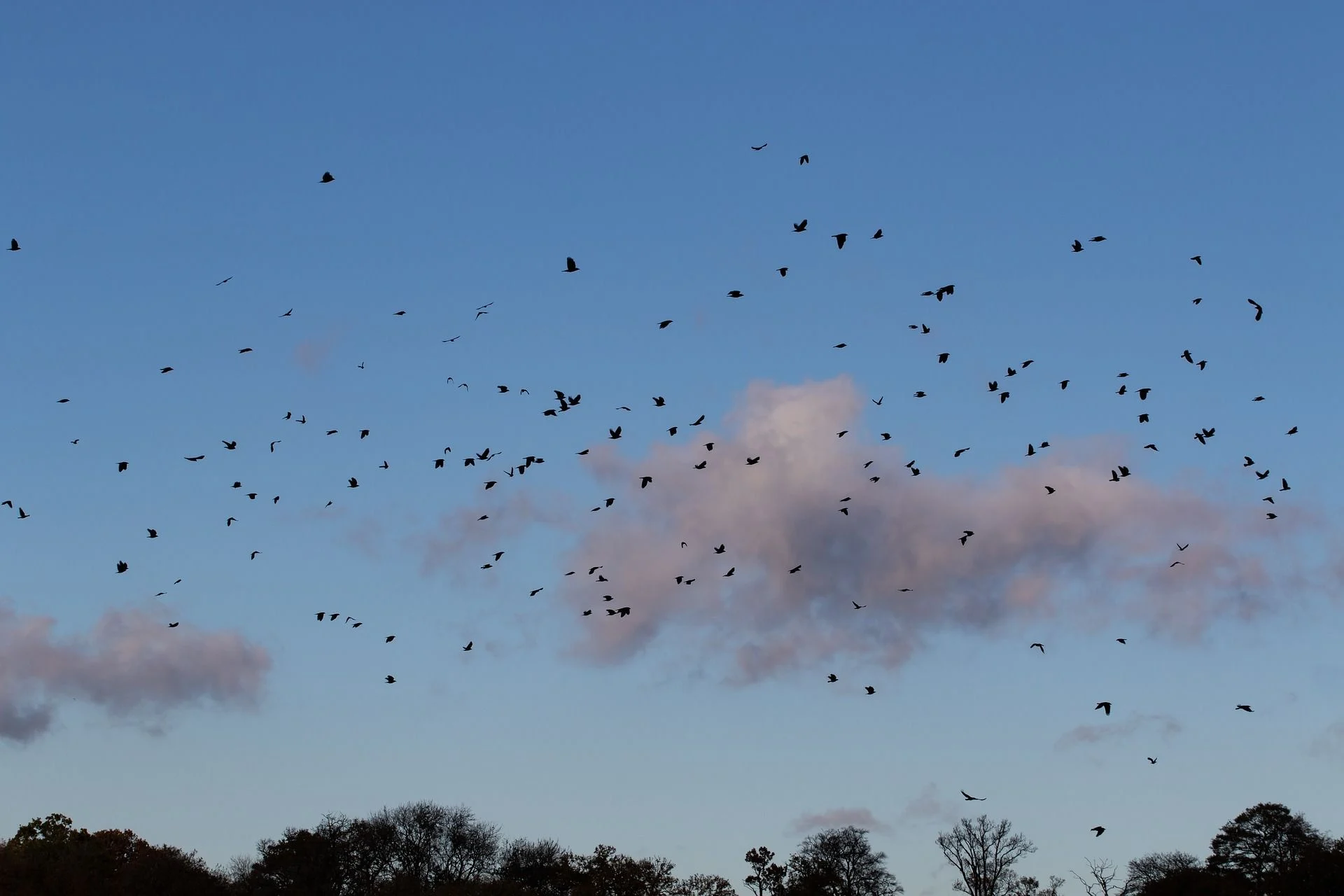 20 лютого зграя воронів літає високо в небі — чекайте на снігопад / © pixabay.com