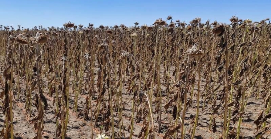 Посуха у полі