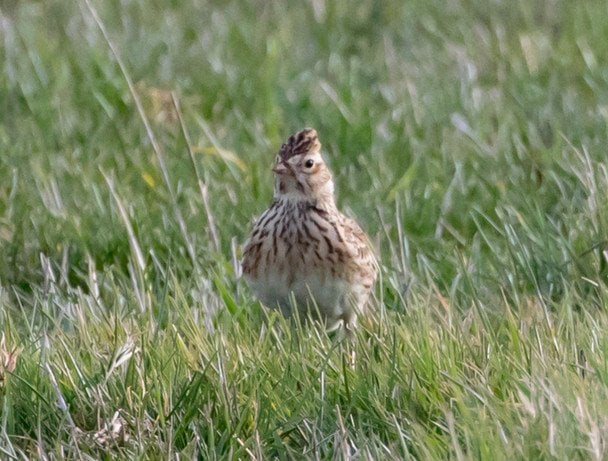 11 липня високо літають жайворонки — до довготривалого літа / © Pixabay