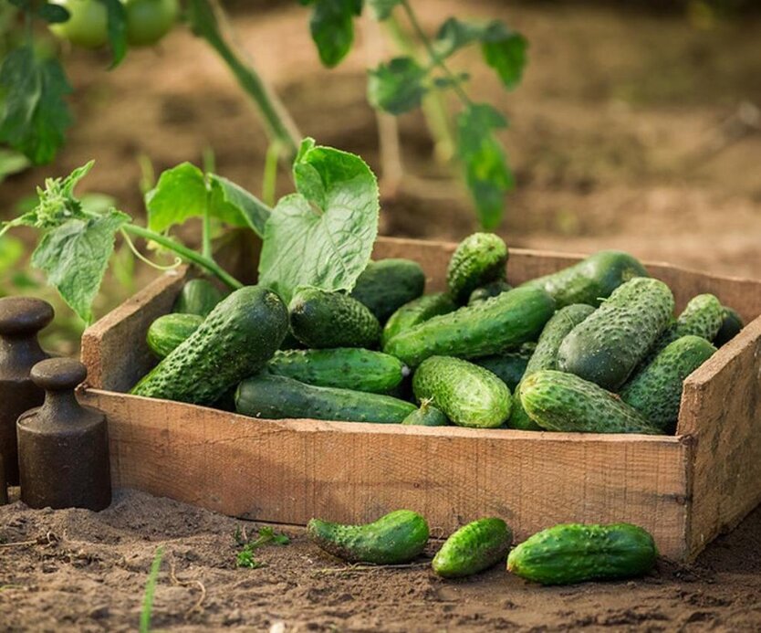 Ціни на огірки в Україні