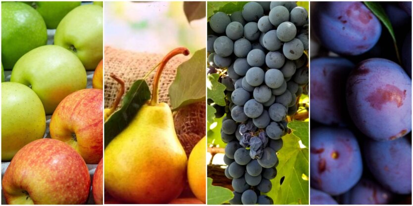 Ціни на фрукти, яблука, груші, виноград, сливи