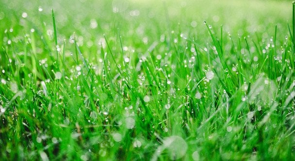 8 червня вранці густа трава — гарно вродить зерно / © unsplash.com