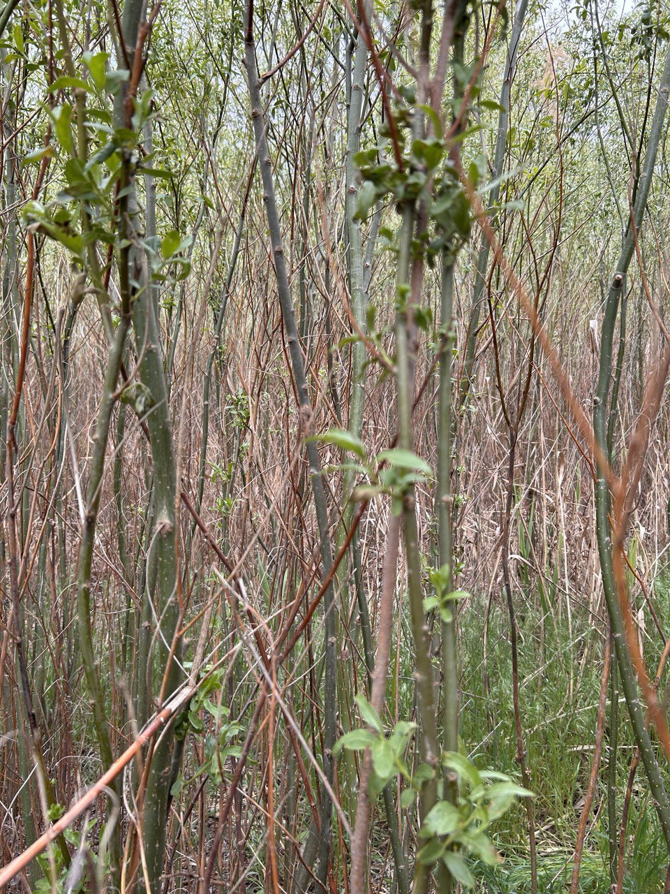 Вербові джунглі в Кам'янській Січі