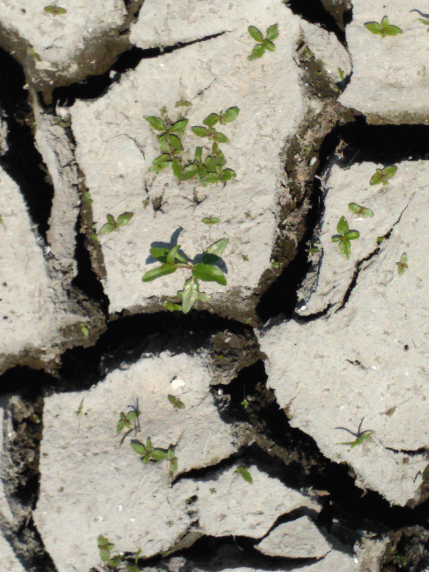 Академік Яків Дідух: Нова екосистема на Каховському водосховищі сформується за 40 років