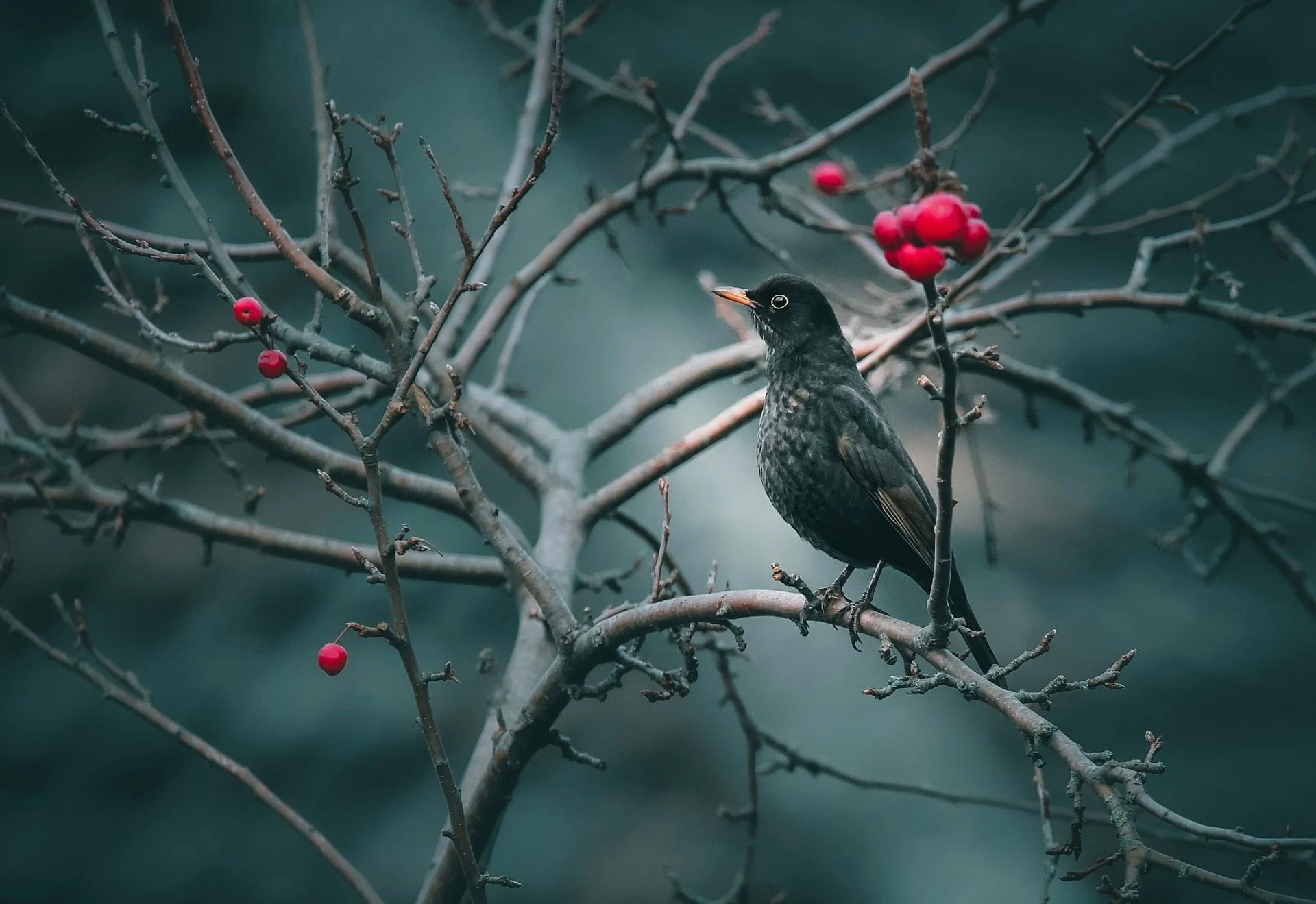 3 березня шпак вже повернувся з теплих країв — чекайте на великий урожай влітку / © pixabay.com